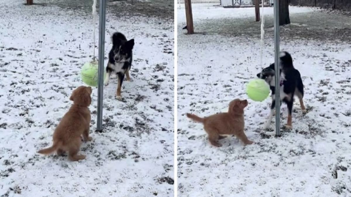 Border Collie Patiently Teaches Golden Retriever Puppy How To Play In Sweet Video