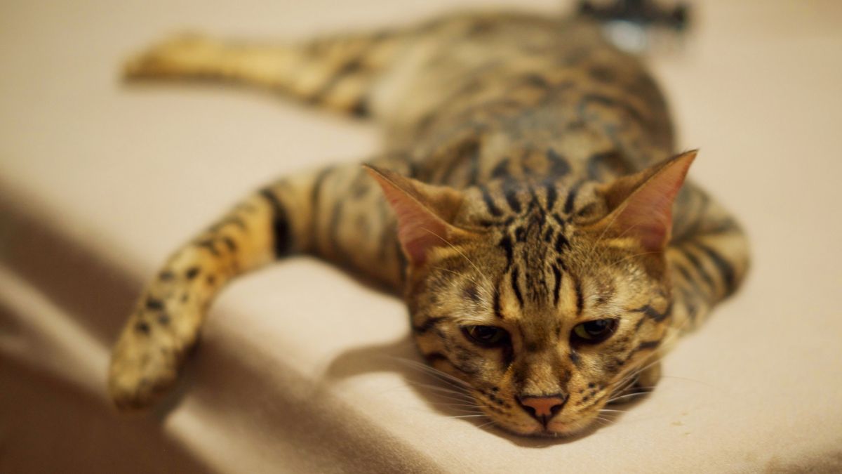 Signs Your Cat Is Bored and How to Entertain Them