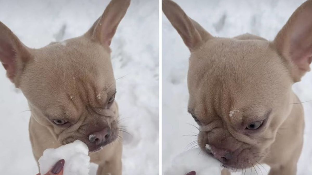 A French Bulldog Who Thinks Snowballs Are Treats