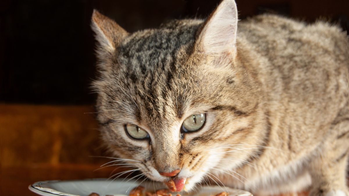 Human Foods You Didn’t Know Could Be Deadly for Your Cat