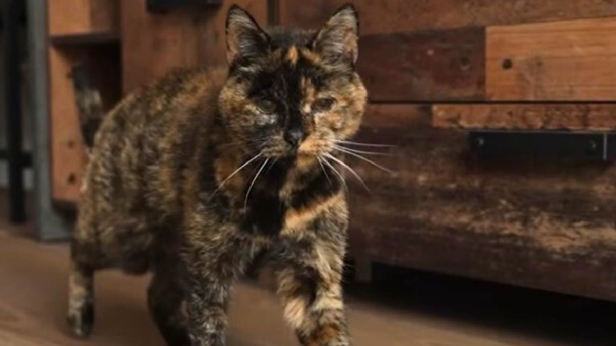 World’s Oldest Living Cat Celebrates Her 30th Birthday