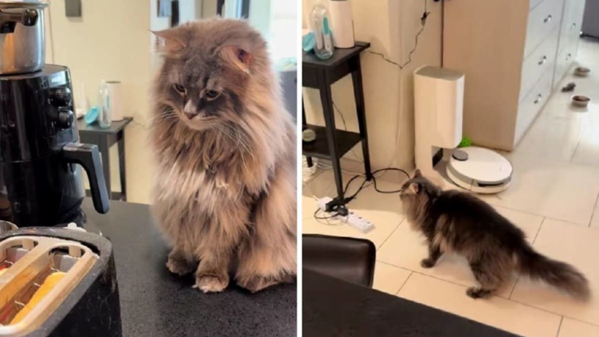 Remy the Maine Coon Who Cannot Make Peace With a Toaster