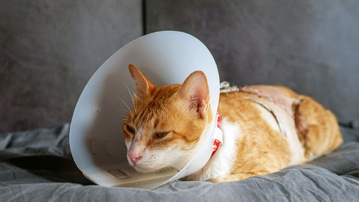 Signs Your Cat Is Trying to Tell You They Are in Pain