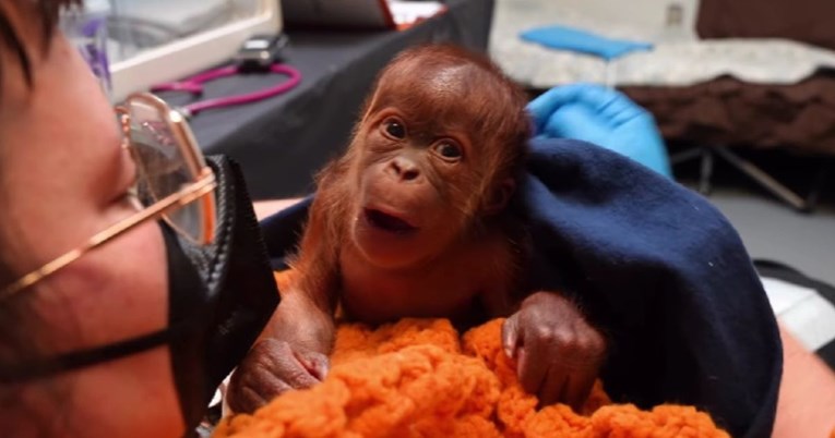 Memphis Zoo Welcomes Baby Orangutan Ruhana After a Rare C Section Birth