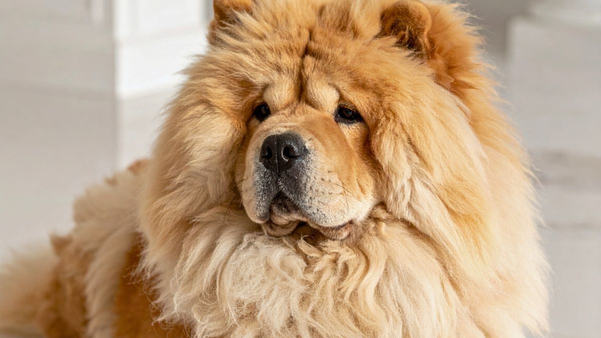 Dog Breeds That Look Like Little Bears