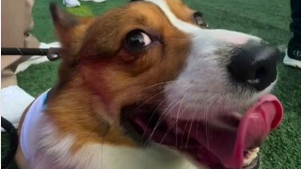 Elvis the Corgi Steals the Spotlight at an NFL Game