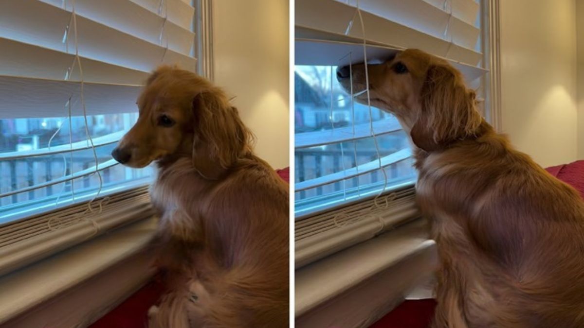Dachshund Adjusts the Blinds to Keep Watch Over the Neighborhood