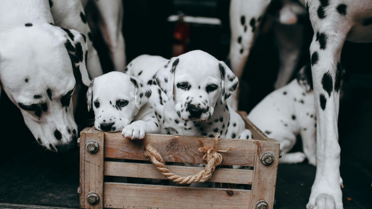 Dog Breeds With the Most Unique Coat Patterns