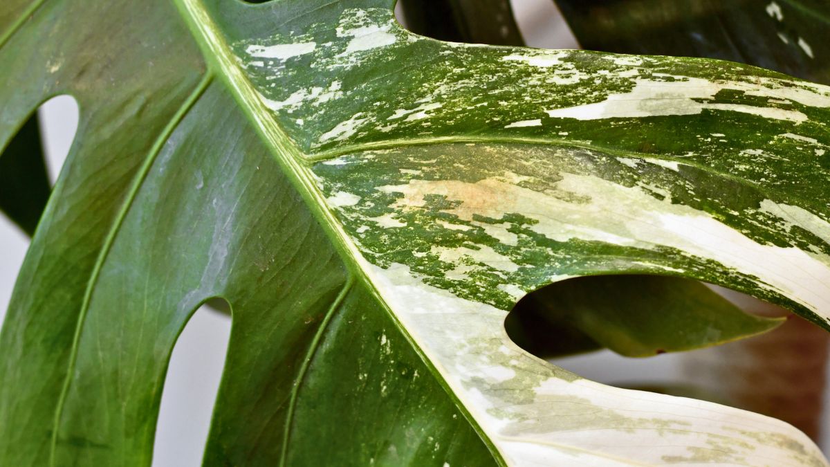Signs Your Houseplant Is Getting Too Much Sun