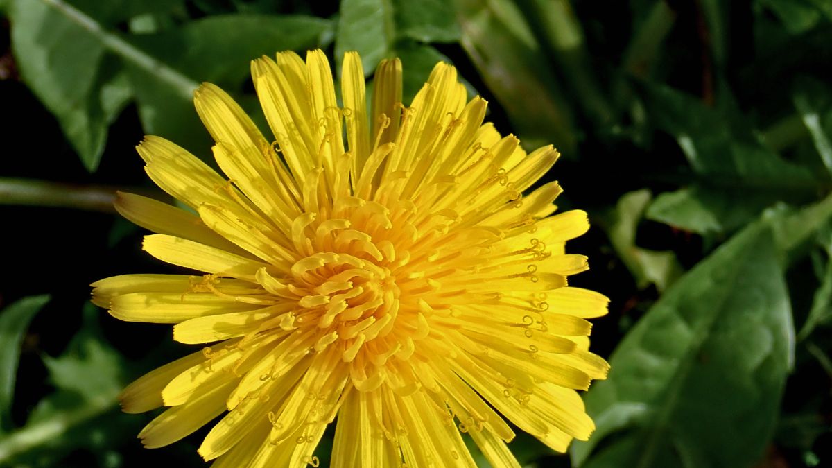 Common Weeds That Are Actually Edible