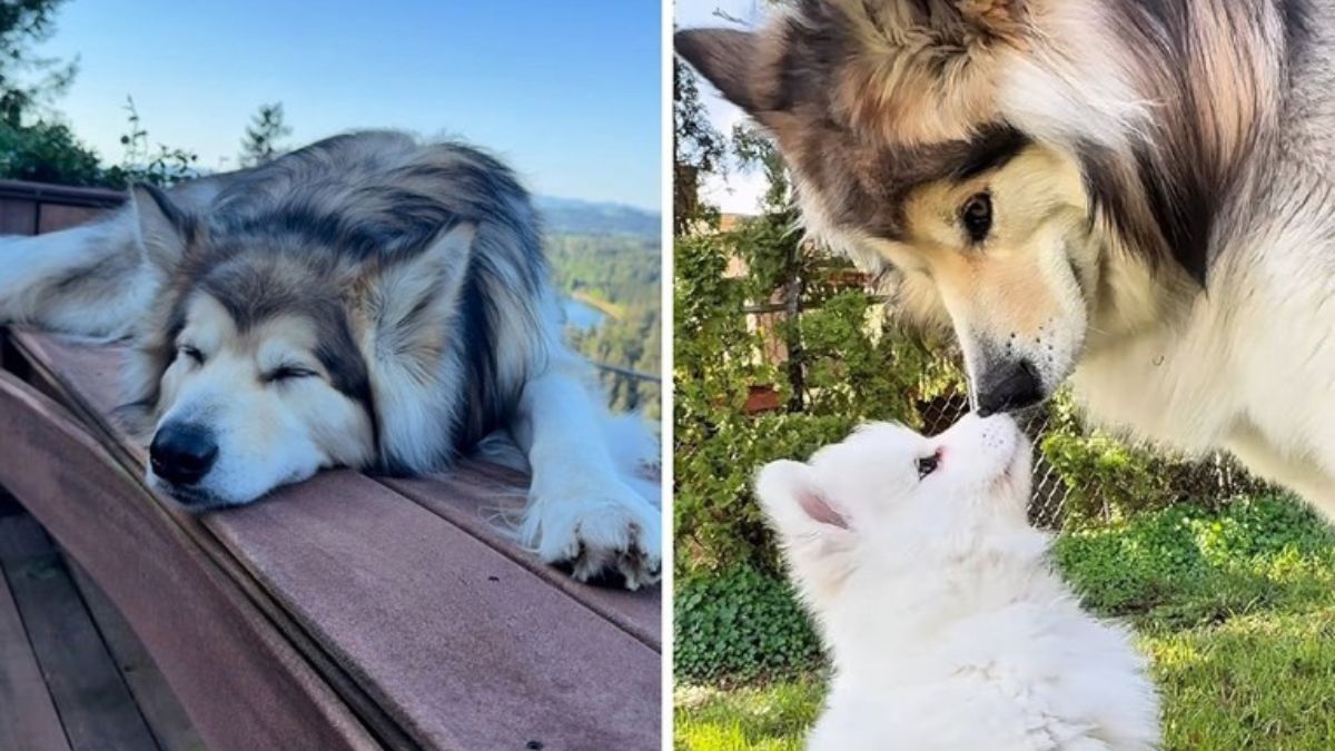 Duke the Gentle Giant Finally Finds a Best Friend