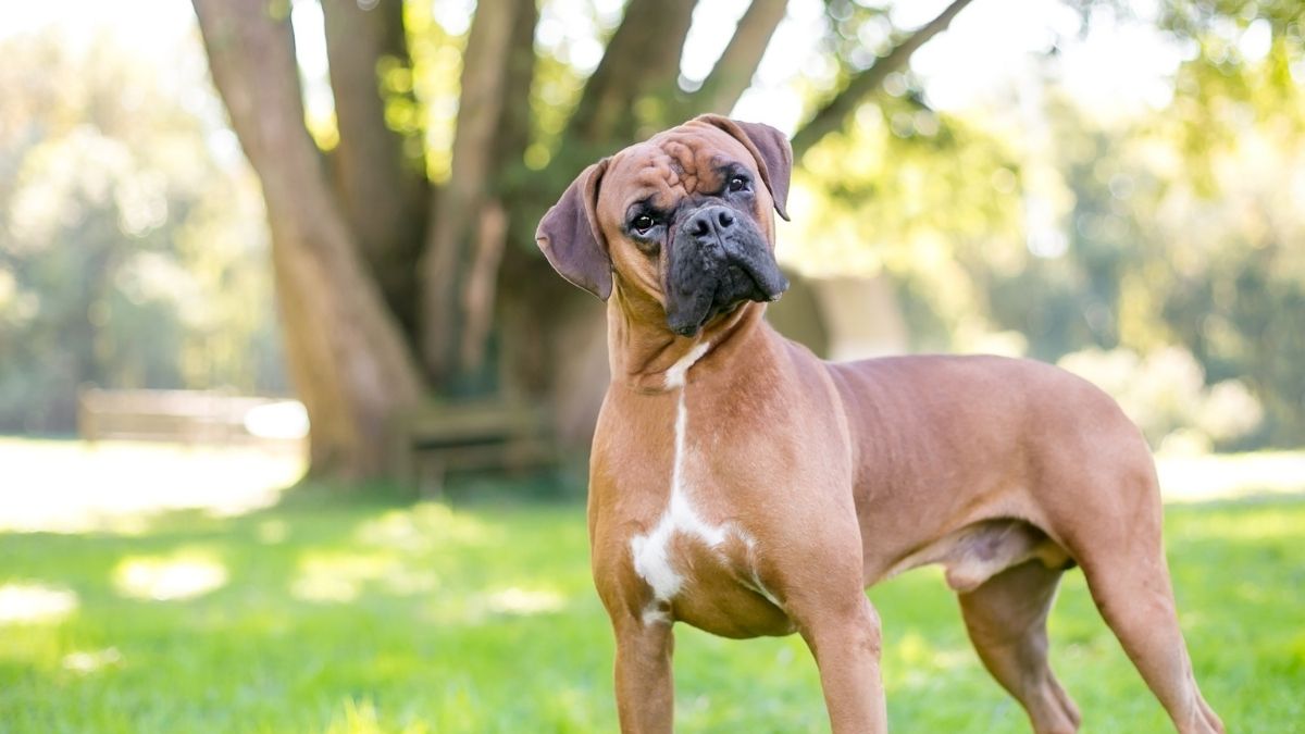 Some Dogs Can Pick Up New Words Just by Listening In