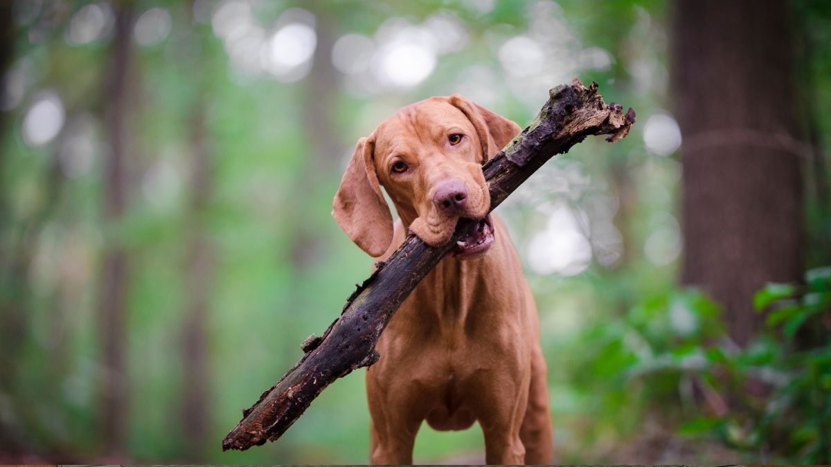 Bizarre Dog Behaviors Explained by Vets and What They Mean