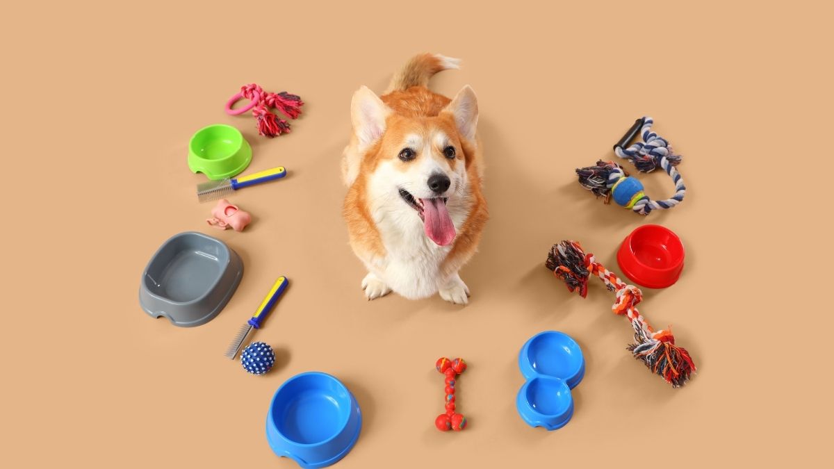 Dog Accessories That Are Worth the Splurge