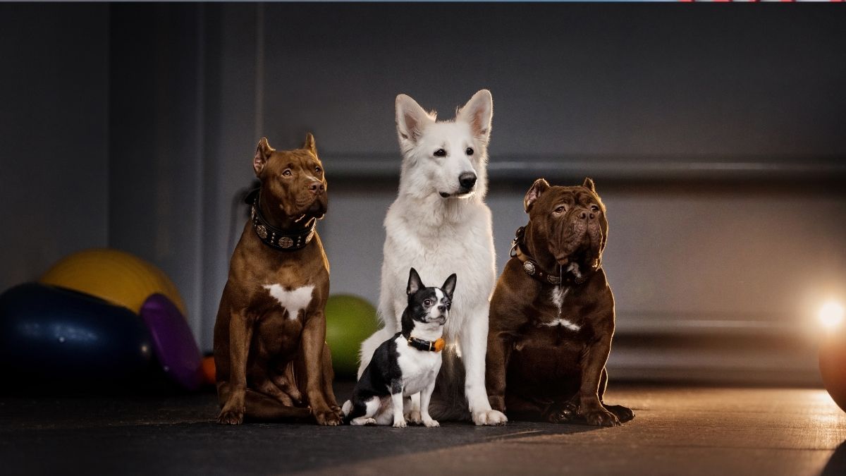 50 Most Loyal Dog Breeds for Families