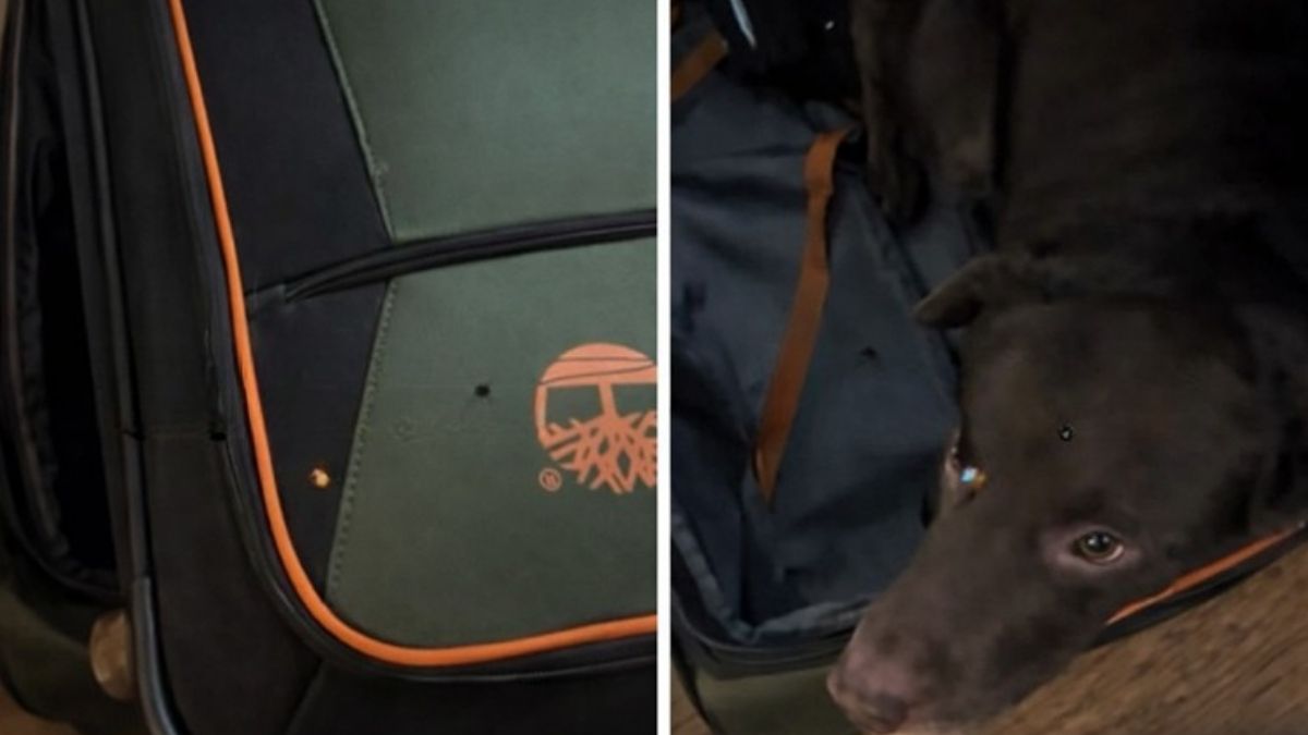 A Sweet Surprise Was Waiting in the Suitcase While the Owner Packed