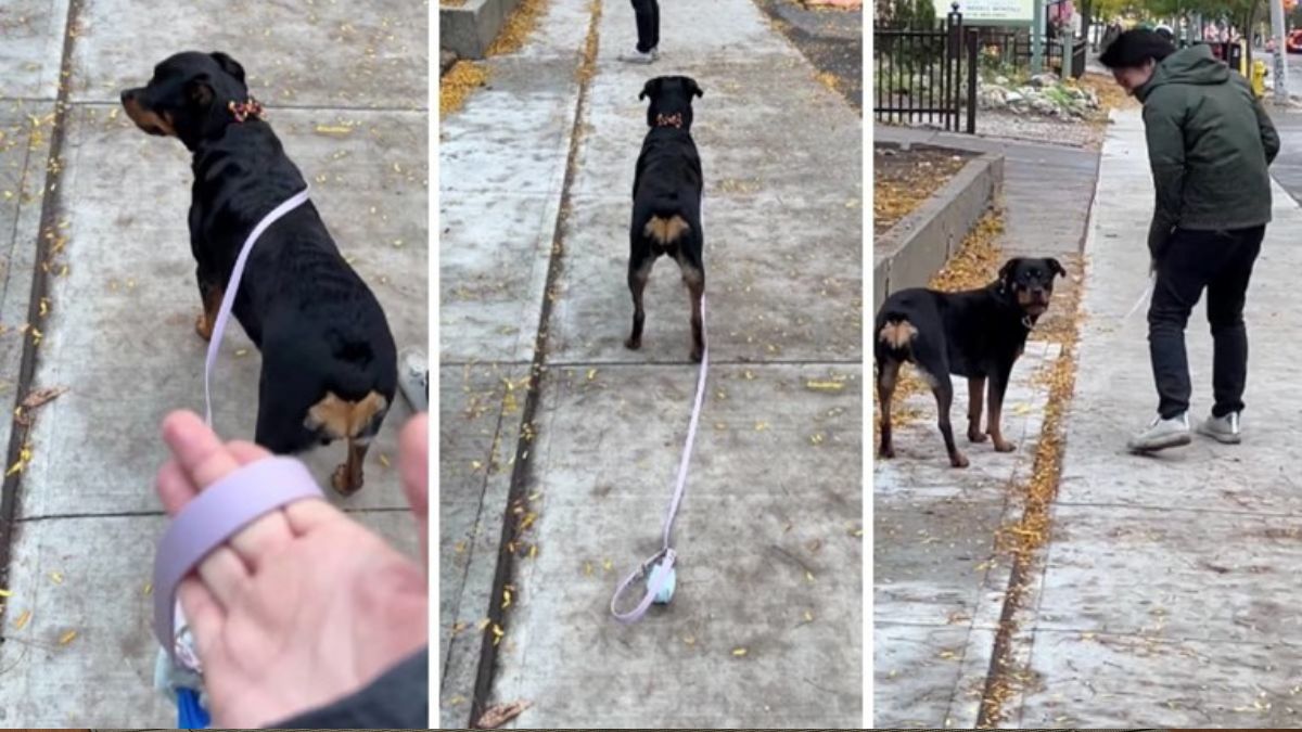 Rottweiler Emma Hilariously Fired Her Owner During A Walk