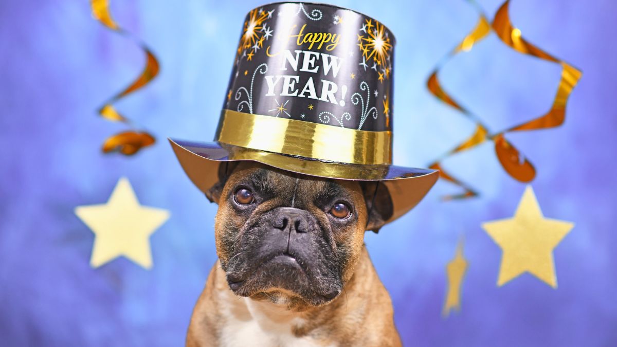 New Year Resolutions to Keep Your Dog Healthy and Happy