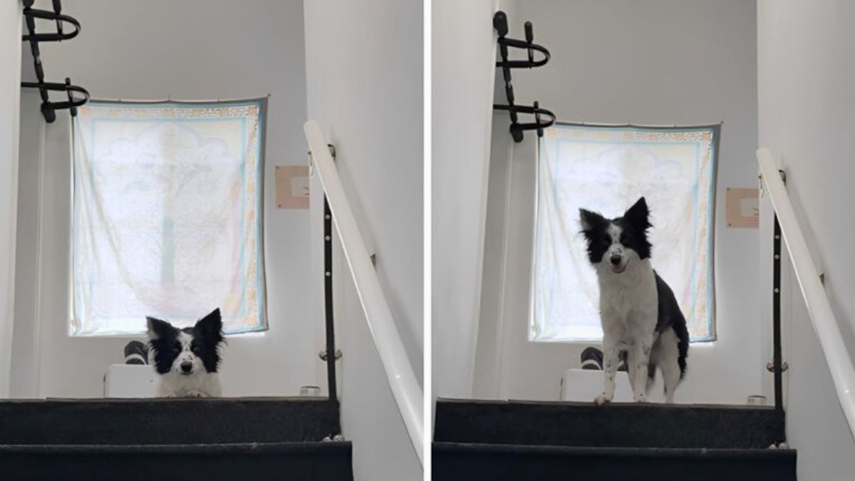 This Border Collie Has the Funniest Way of Arguing With Her Owner