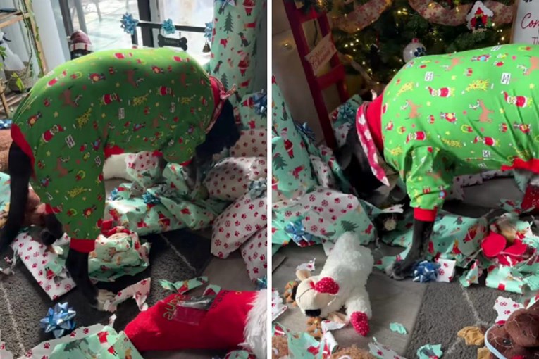 This Dog Cared More About Wrapping Paper Than Christmas Gifts