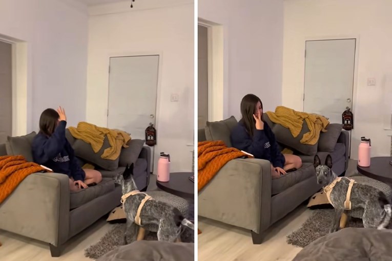 A Dog Who Understands Sign Language Has Captivated the Internet