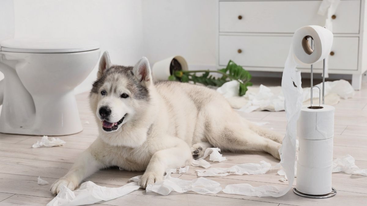 Dog and Cat Owners Should Watch Out for These 5 Household Items