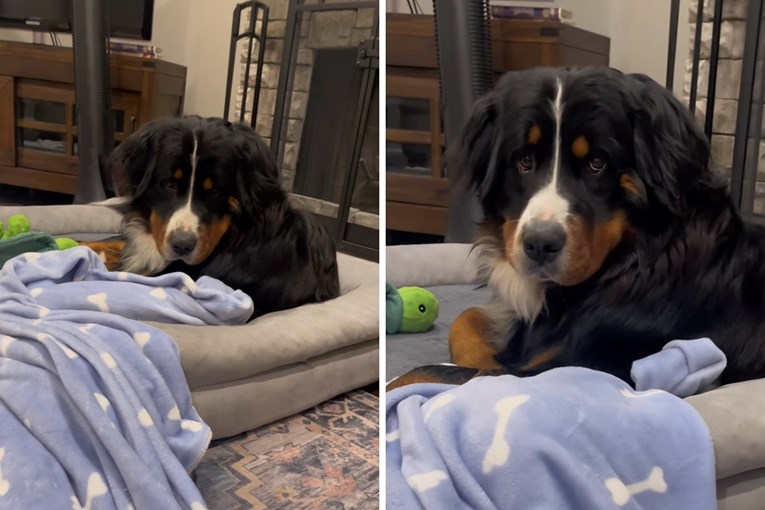 A Bernese Mountain Dog Who Refuses to Share His Favorite Blanket