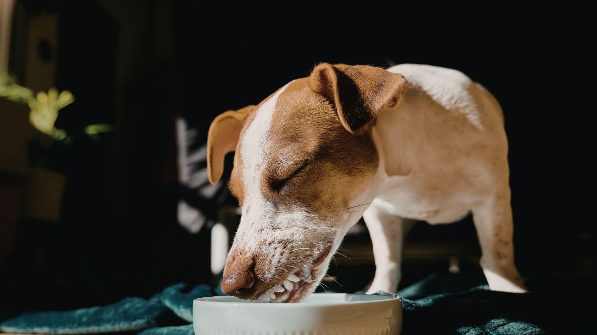 Human Foods You Should Never Feed Your Dog