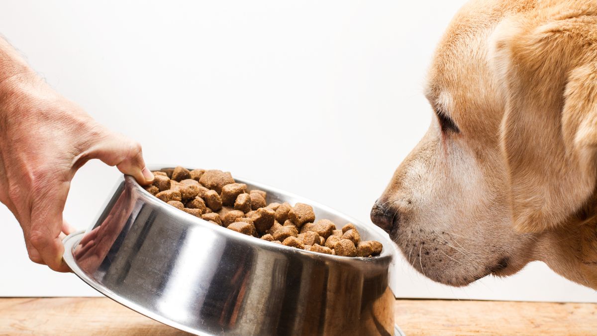 The Carbon Pawprint Hidden in Your Dog’s Dinner