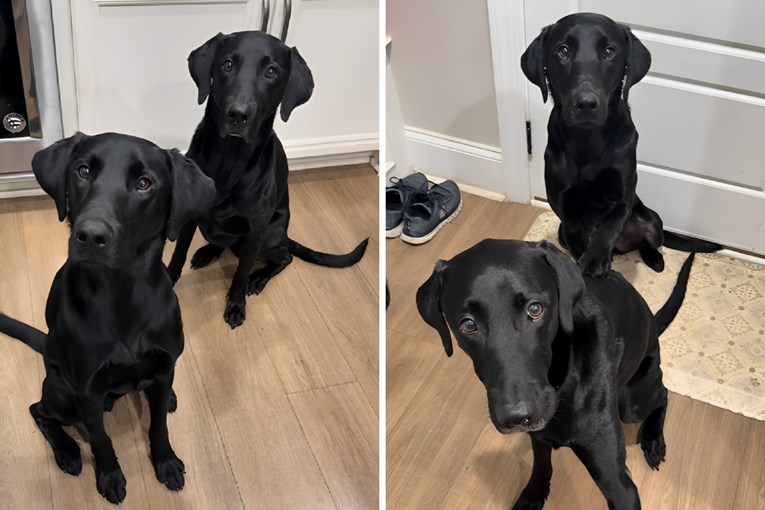 27 Million Views as Labradors “Pray” Before Dinner and Delight TikTok