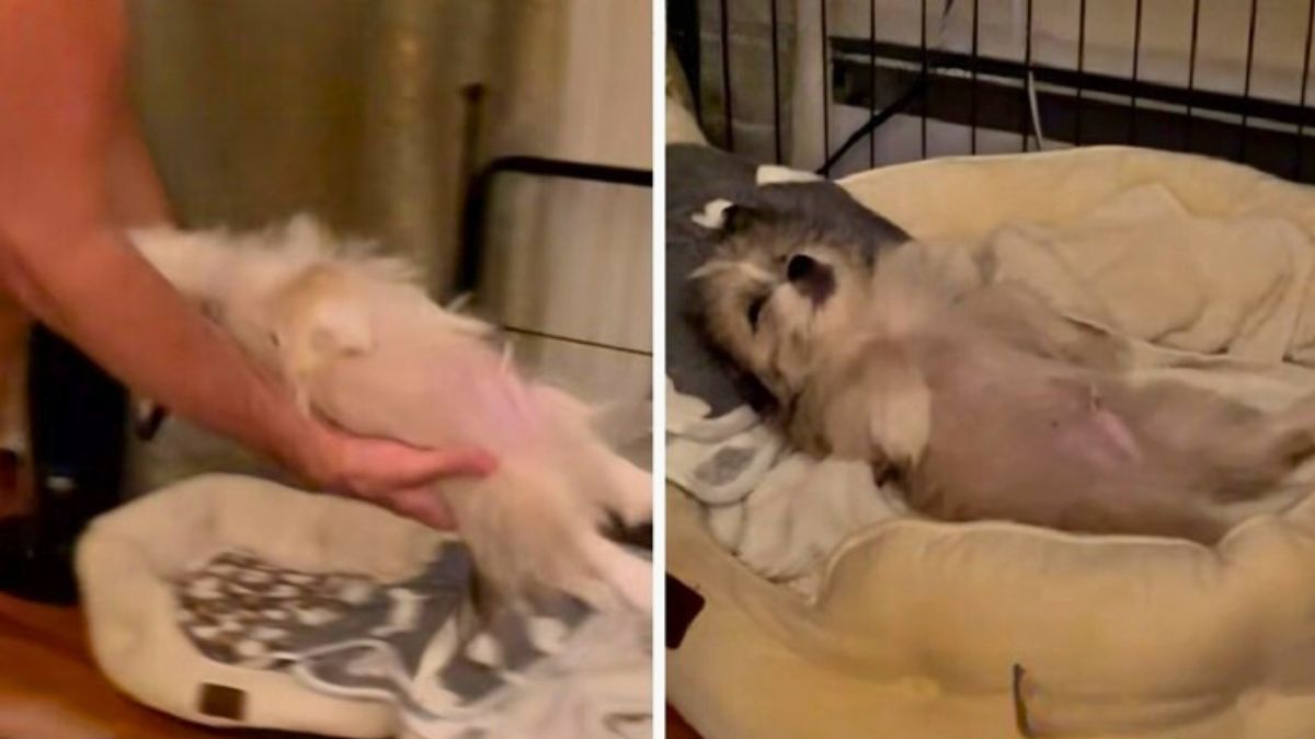 Zeus the Dog Pretends to Sleep So He Gets Carried to Bed