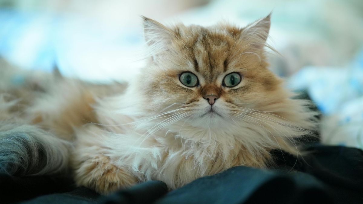 Cat Breeds With the Fluffiest Tails