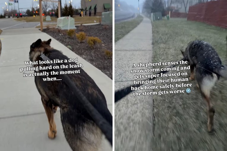 German Shepherd Senses Approaching Storm and Urges Owner to Safety