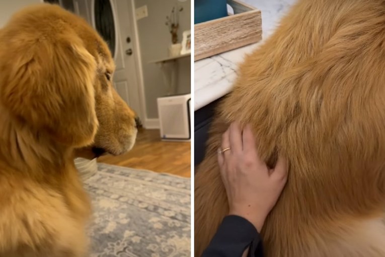 Golden Retriever Falls Asleep Sitting Up During a Cozy Back Scratch
