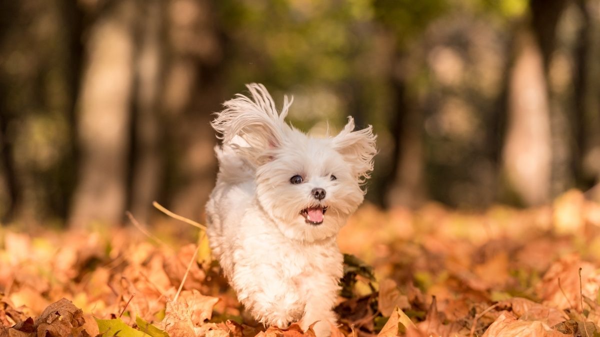 3 Daily Essentials Your Dog Needs to Be Truly Happy