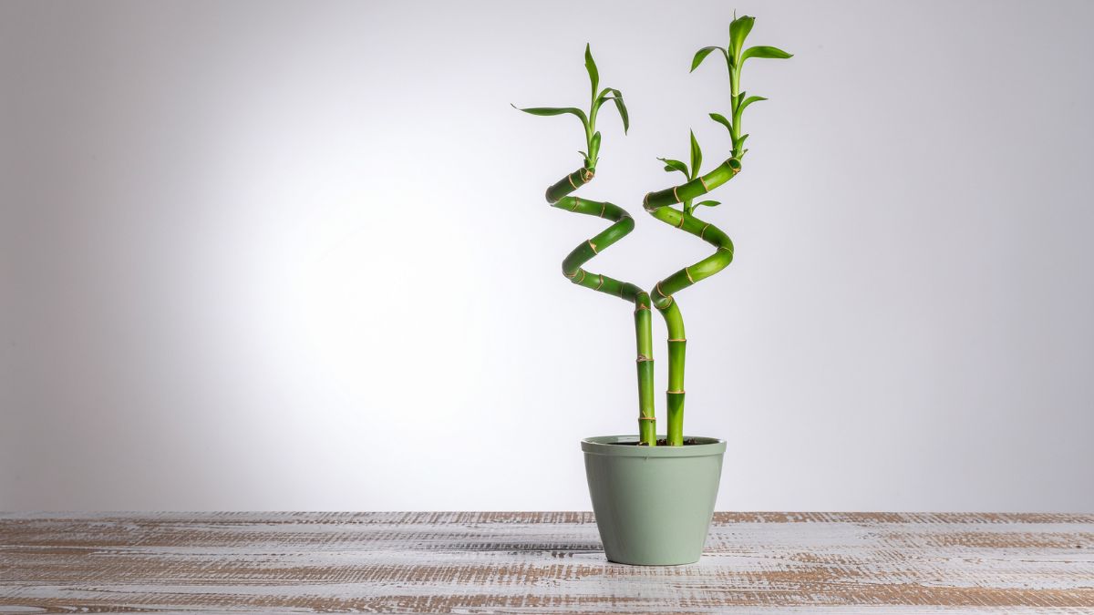 The Lucky Houseplant That Matches Your Zodiac Sign’s Energy