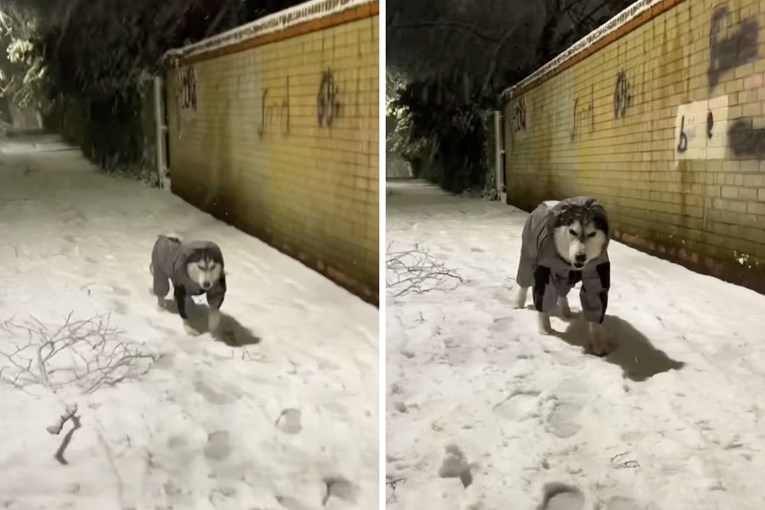 This Husky Hates Snow, and His Face When the Flurries Fall Is Priceless