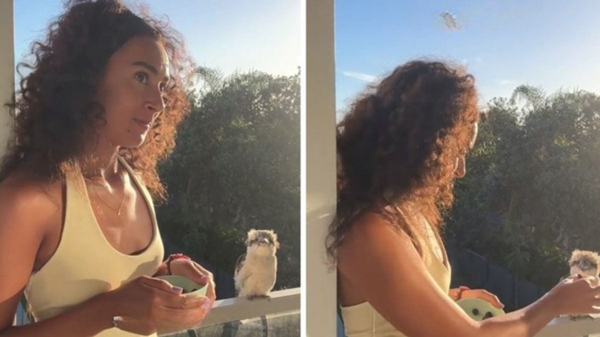 A TikToker’s Sweet Kookaburra Friendship Charms the Internet