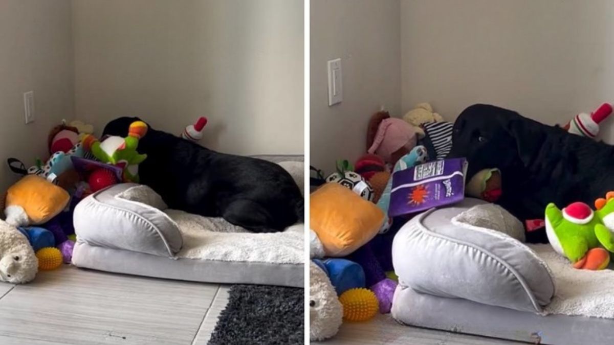 A Labrador’s Toy Shuffle Sparks a Very Dramatic Reaction