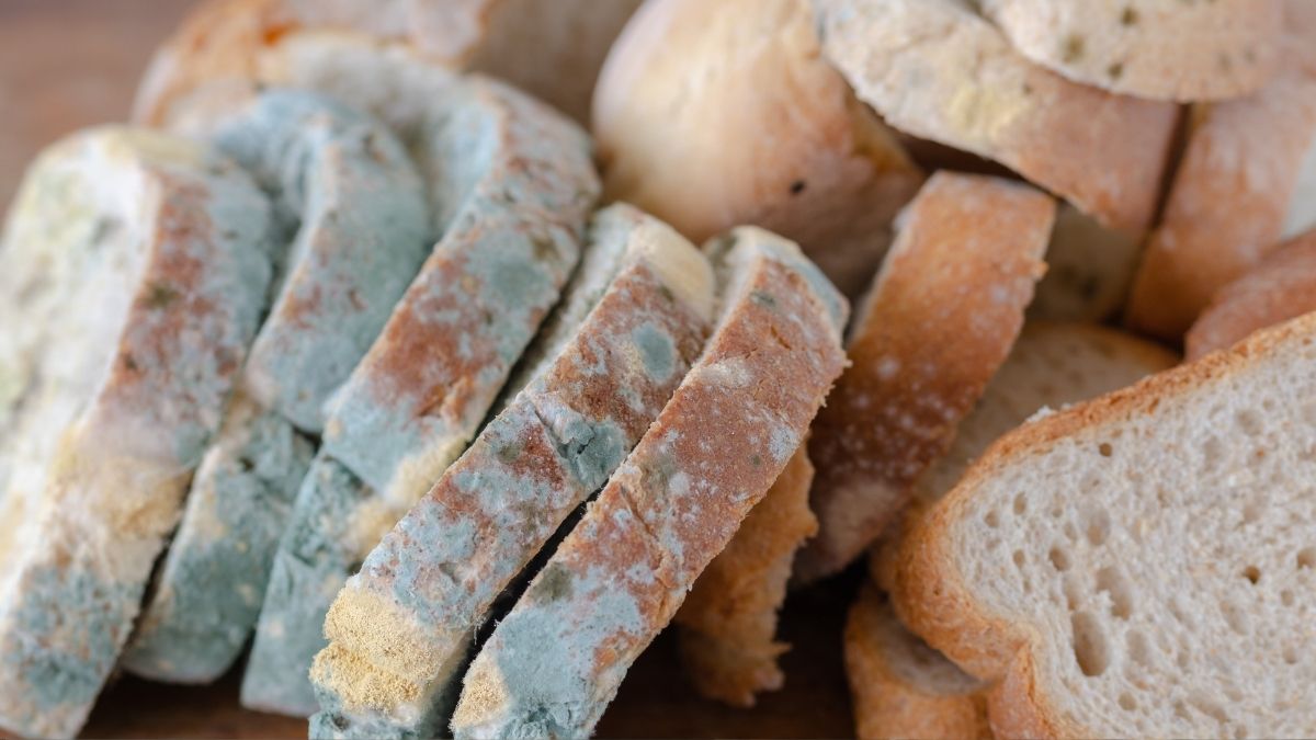 Signs of Mold on Bread You Should Never Ignore
