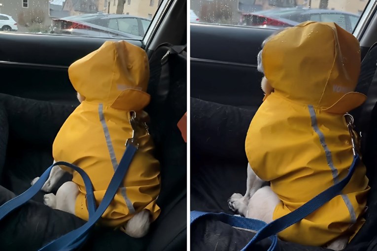 Pug Milton Goes Viral After a Raincoat Standoff