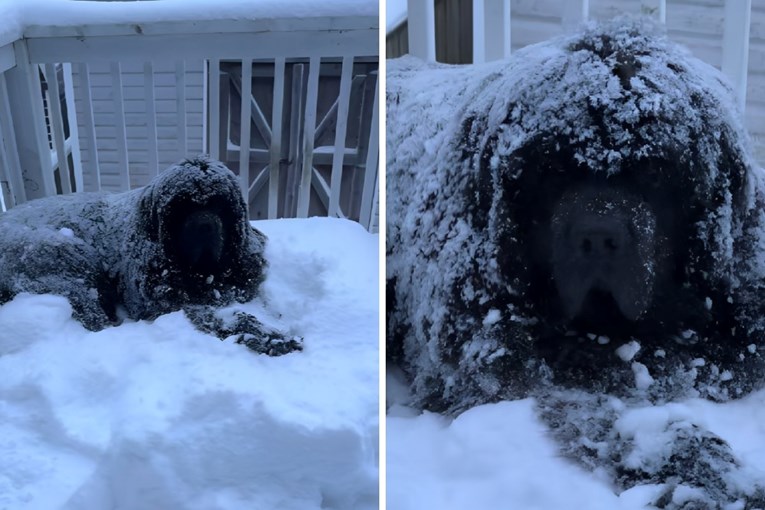 A Newfoundland’s Snowy Standoff Has the Internet Laughing