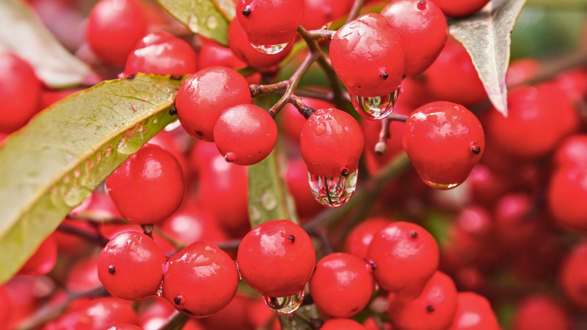Poisonous Berries That Look Like Edible Fruit