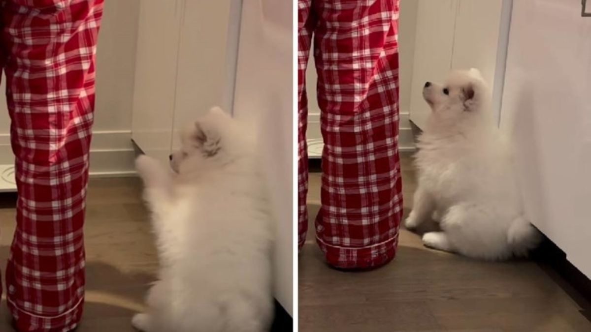Impatient Samoyed Puppy Waiting for Food Melts the Internet