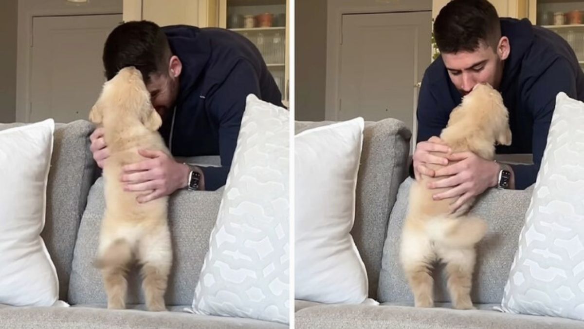 A Golden Retriever’s Lunch Break Reunion Melted Millions