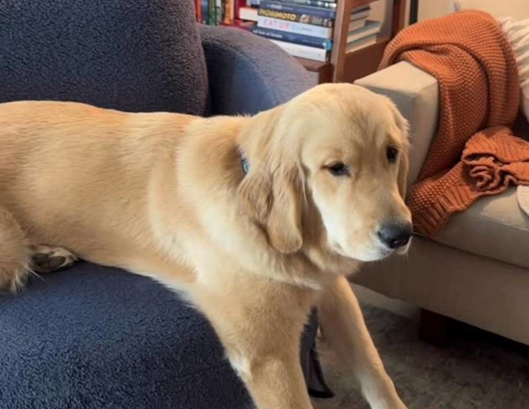 Golden Retriever Thinks She’s Stuck in an Armchair and the Video Is Adorable