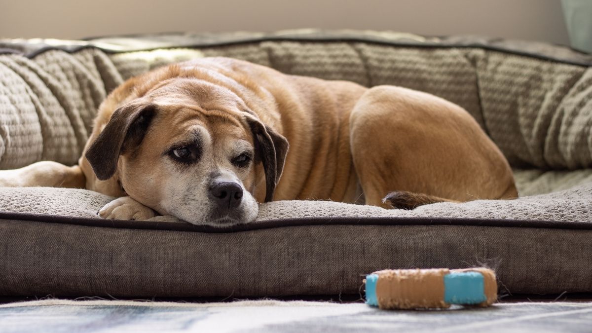 9 Health Problems Senior Dog Owners Should Watch For