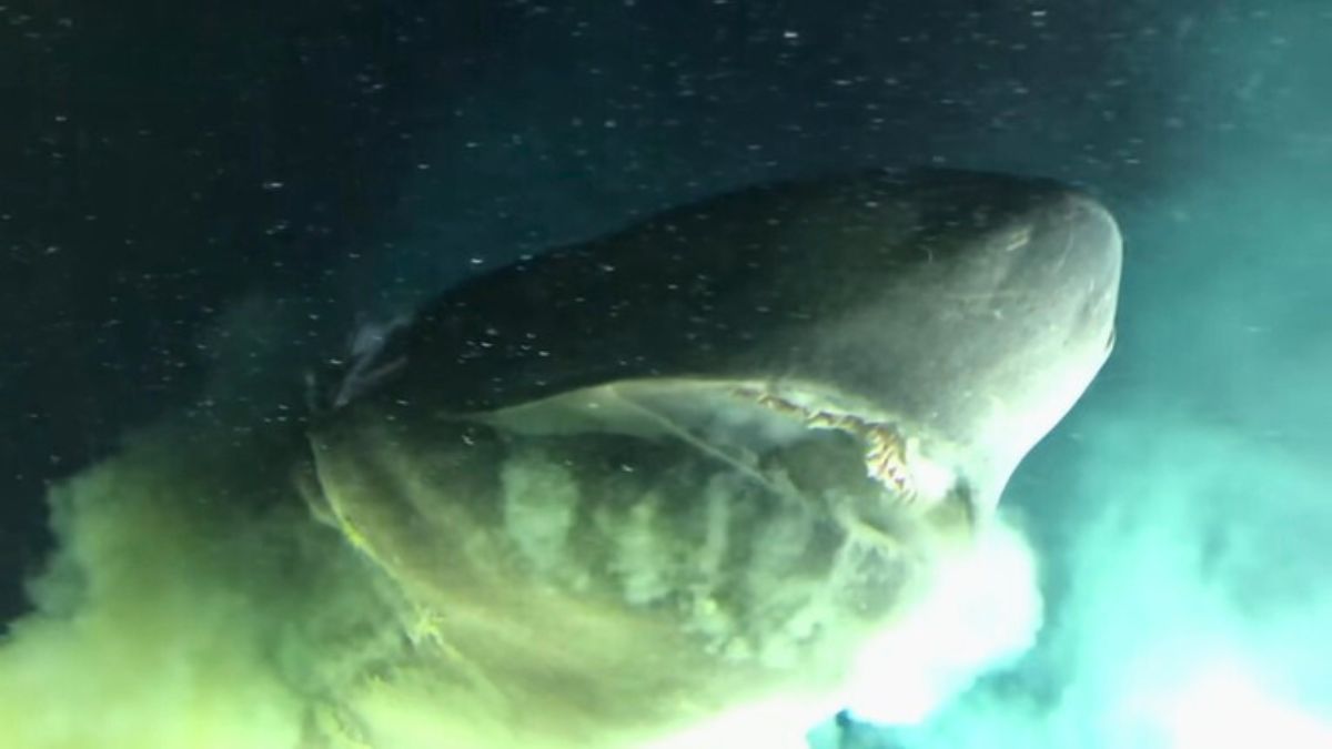 Submarine Video of a Sea Giant Sends the Internet Into Panic