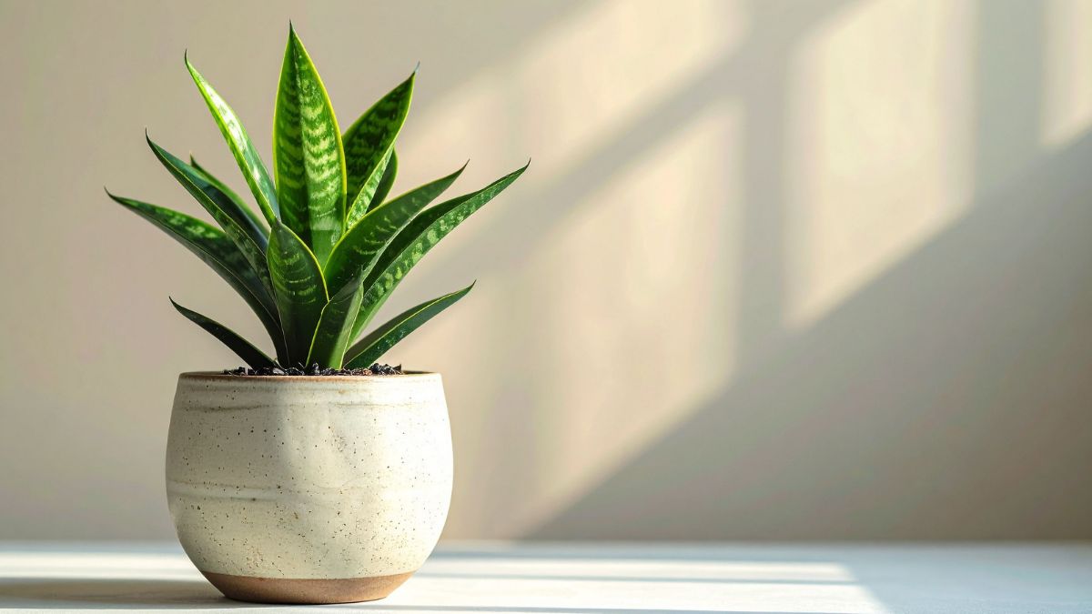 The Nearly Unkillable Houseplant That Can Help Cut Down Dust