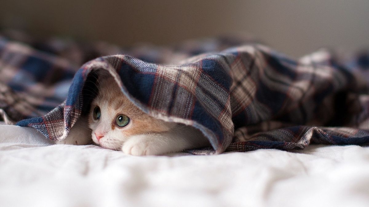 Veterinarian Shares Key Signs of Stress in Cats and Dogs